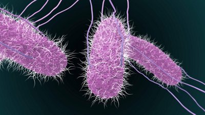 Salmonella